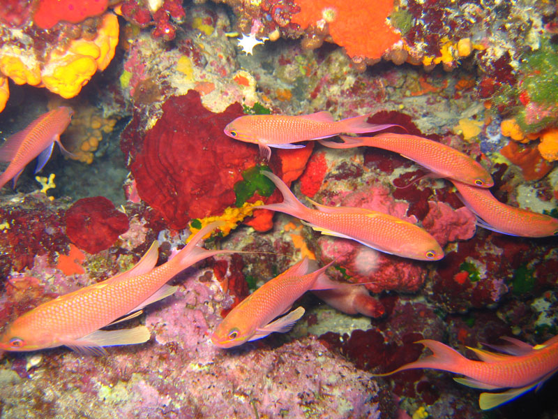Samos underwater world