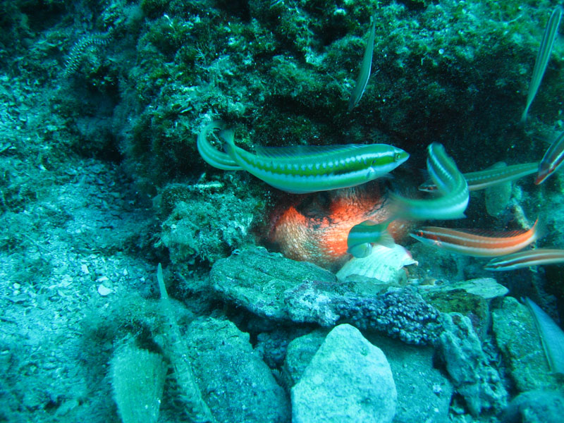 Samos underwater world