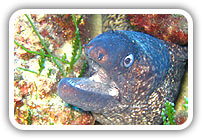 Samos underwater world