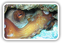 Samos underwater world